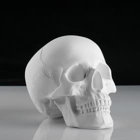 Гипсовая фигура анатомическая: «‎ЧЕРЕП анатомический», 14.5×22×16.5 см