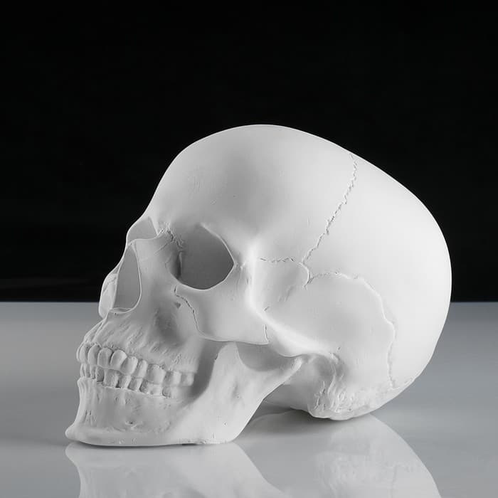 Гипсовая фигура анатомическая: «‎ЧЕРЕП анатомический», 14.5×22×16.5 см