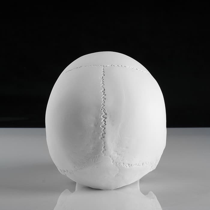 Гипсовая фигура анатомическая: «‎ЧЕРЕП анатомический», 14.5×22×16.5 см
