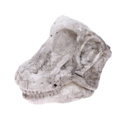 Набор для творчества «Эпоха Динозавров»