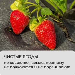 Материал мульчирующий, с перфорацией, 5×1.6 м, плотность 80 г/м², спанбонд с УФ-стабилизатором, 2 ряда перфорации, чёрный, Greengo, Эконом 30%