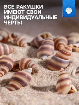 Набор ракушек, 1 - 2 см, 100 г