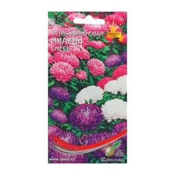 Семена цветов Астра карликовая "Миледи" смесь, О, 90 шт