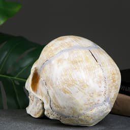 Копилка для денег «Череп», полистоун, кость, 16×13×22 см