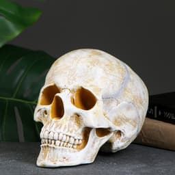 Копилка для денег «Череп», полистоун, кость, 16×13×22 см