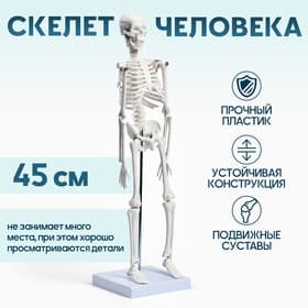 Анатомическая модель «Макет скелета взрослого человека», 45 см