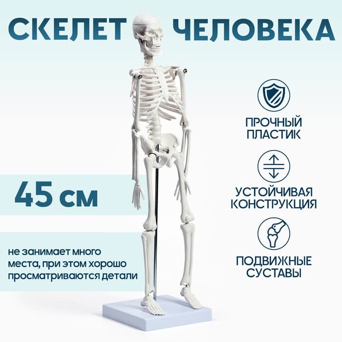 Анатомическая модель «Макет скелета взрослого человека», 45 см