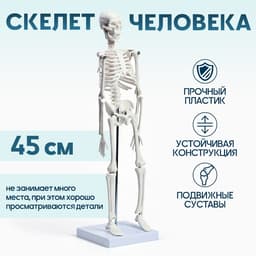 Анатомическая модель «Макет скелета взрослого человека», 45 см
