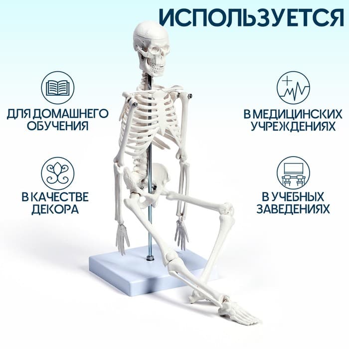 Анатомическая модель «Макет скелета взрослого человека», 45 см