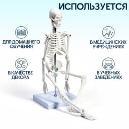 Анатомическая модель «Макет скелета взрослого человека», 45 см