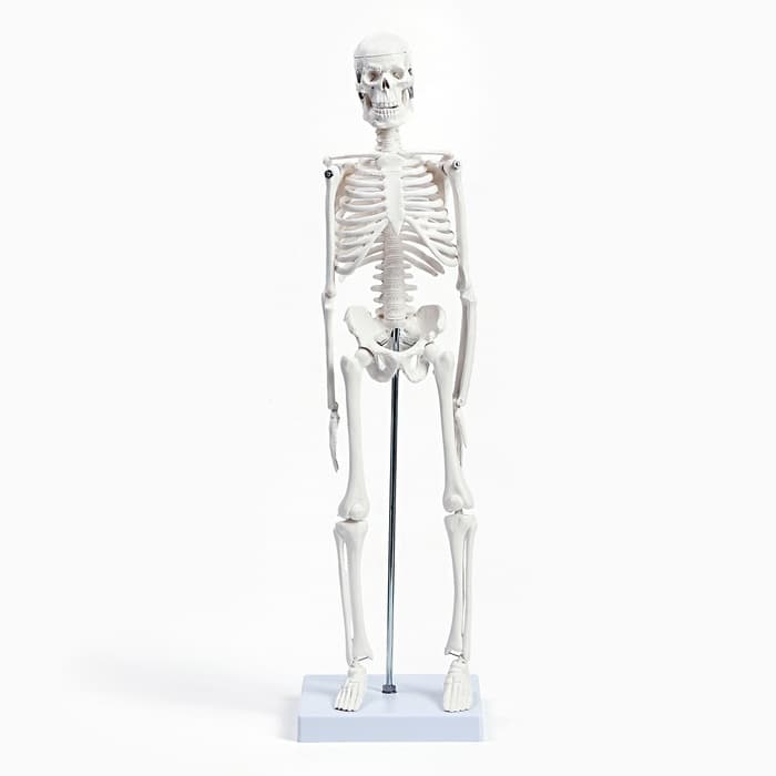 Анатомическая модель «Макет скелета взрослого человека», 45 см