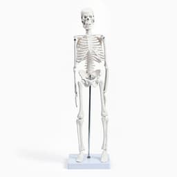Анатомическая модель «Макет скелета взрослого человека», 45 см