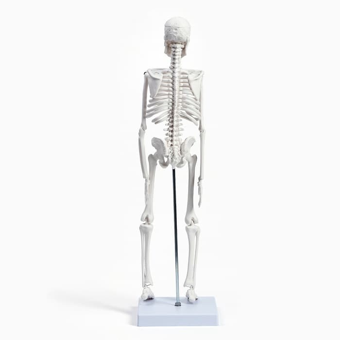 Анатомическая модель «Макет скелета взрослого человека», 45 см