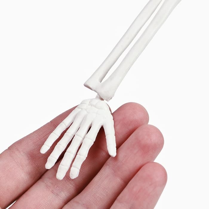 Анатомическая модель «Макет скелета взрослого человека», 45 см