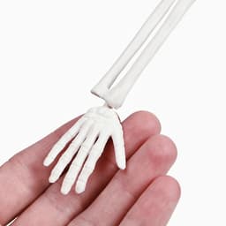 Анатомическая модель «Макет скелета взрослого человека», 45 см