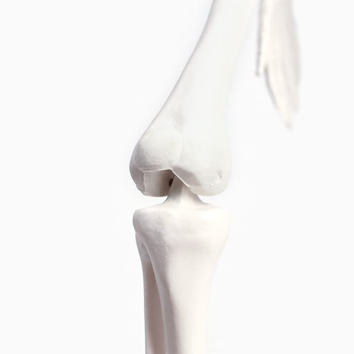 Анатомическая модель «Макет скелета взрослого человека», 45 см