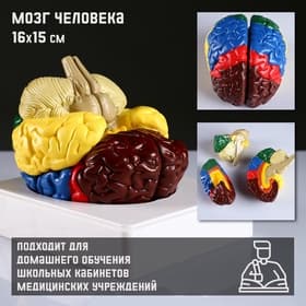 Анатомическая модель «Макет мозга человека», 16×15 см