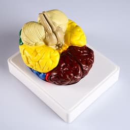 Анатомическая модель «Макет мозга человека», 16×15 см