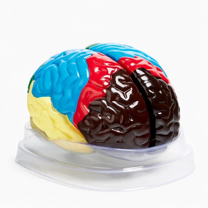 Анатомическая модель «Макет мозга человека», 16×15 см