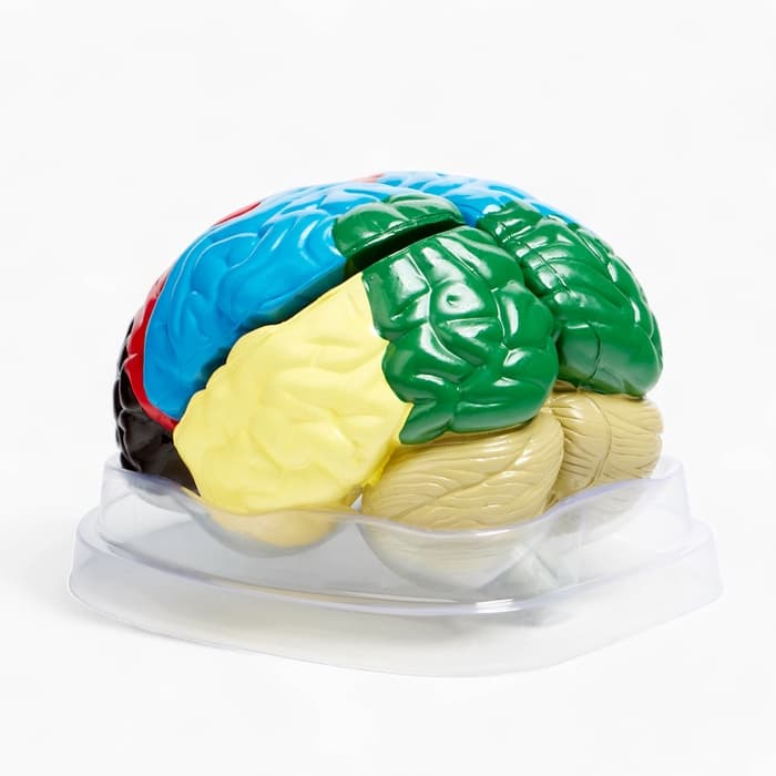 Анатомическая модель «Макет мозга человека», 16×15 см