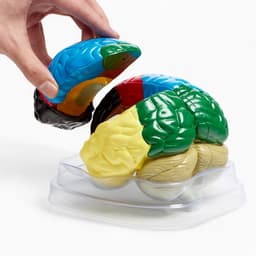 Анатомическая модель «Макет мозга человека», 16×15 см