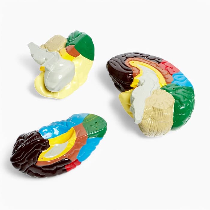 Анатомическая модель «Макет мозга человека», 16×15 см