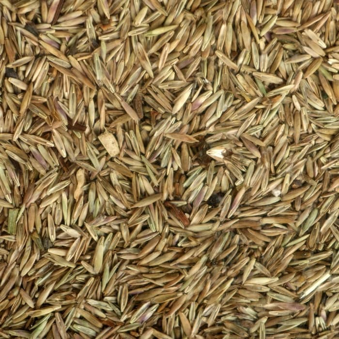 Газонная травосмесь «Детский» 1 кг