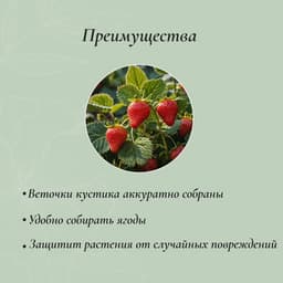 Подставка для клубники, металлическая, d=20 см, h=25 см, ножка d=0.3 см, зелёная, Greengo