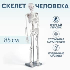 Анатомическая модель «Макет скелета взрослого человека», 85 см
