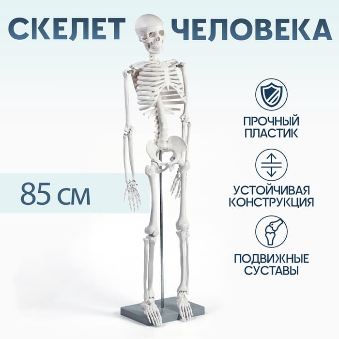 Анатомическая модель «Макет скелета взрослого человека», 85 см