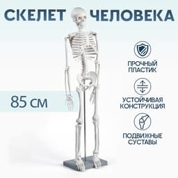 Анатомическая модель «Макет скелета взрослого человека», 85 см