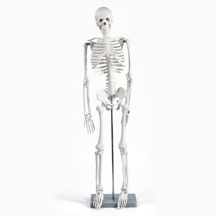 Анатомическая модель «Макет скелета взрослого человека», 85 см