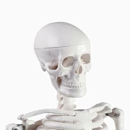 Анатомическая модель «Макет скелета взрослого человека», 85 см