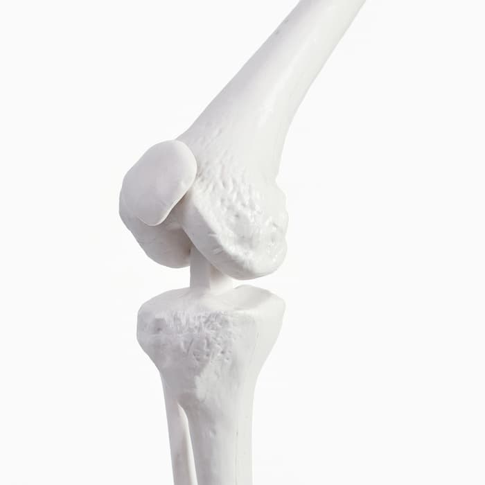 Анатомическая модель «Макет скелета взрослого человека», 85 см