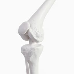 Анатомическая модель «Макет скелета взрослого человека», 85 см