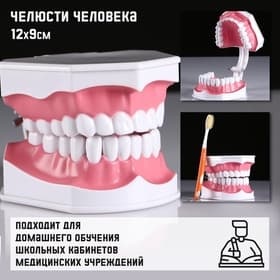 Анатомическая модель «Макет челюсти человека», 12×9 см