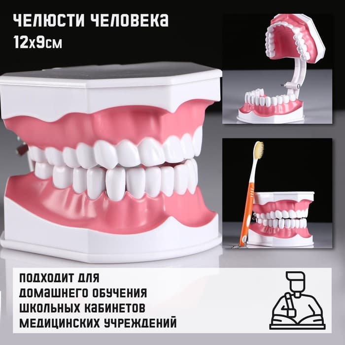 Анатомическая модель «Макет челюсти человека», 12×9 см