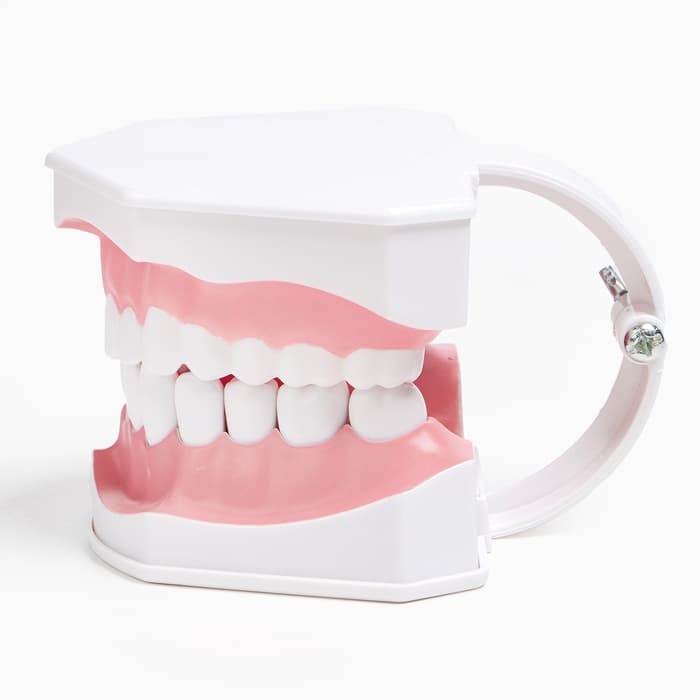 Анатомическая модель «Макет челюсти человека», 12×9 см