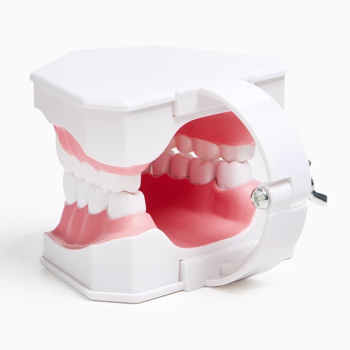Анатомическая модель «Макет челюсти человека», 12×9 см