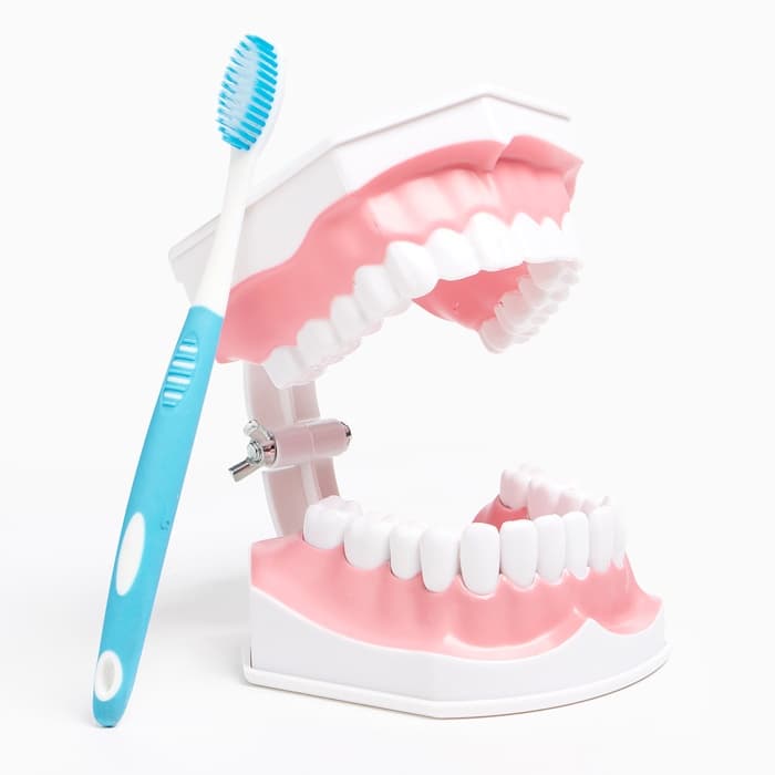 Анатомическая модель «Макет челюсти человека», 12×9 см