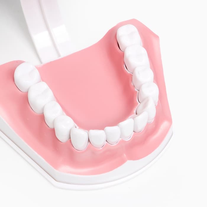 Анатомическая модель «Макет челюсти человека», 12×9 см