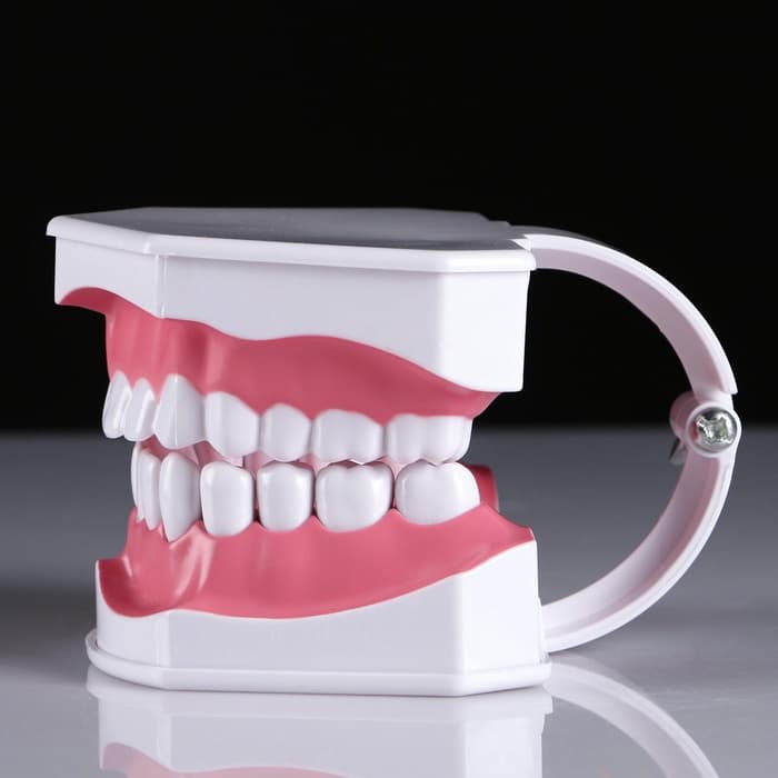 Анатомическая модель «Макет челюсти человека», 12×9 см