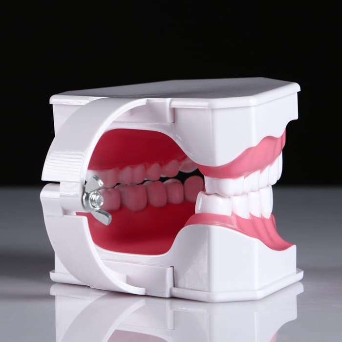 Анатомическая модель «Макет челюсти человека», 12×9 см