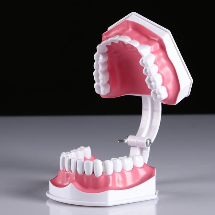 Анатомическая модель «Макет челюсти человека», 12×9 см