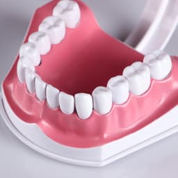 Анатомическая модель «Макет челюсти человека», 12×9 см