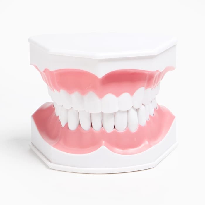 Анатомическая модель «Макет челюсти человека», 12×9 см