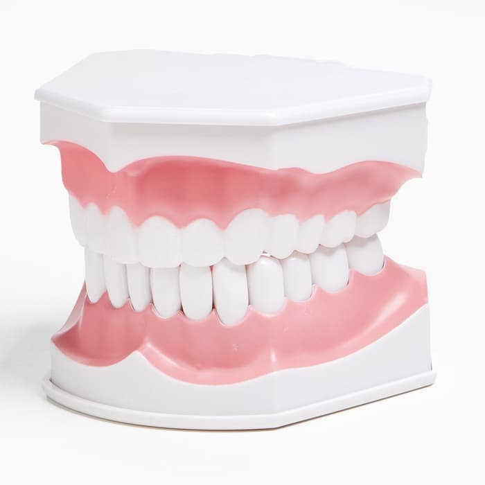 Анатомическая модель «Макет челюсти человека», 12×9 см