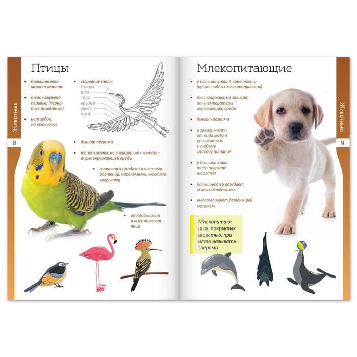 Книжки - шпаргалки «Мир природы и человека», набор 6 шт.