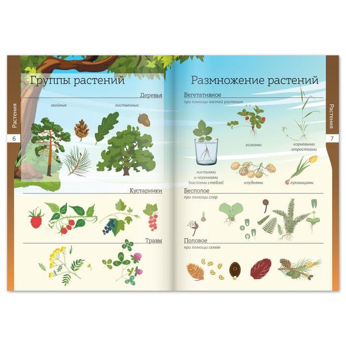 Книжки - шпаргалки «Мир природы и человека», набор 6 шт.