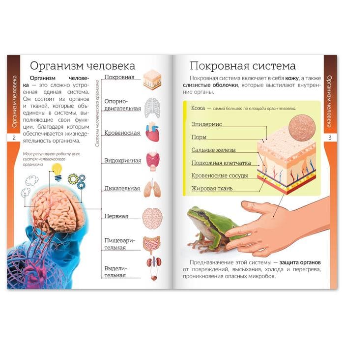 Книжки - шпаргалки «Мир природы и человека», набор 6 шт.